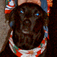 dog photo